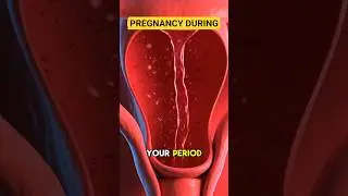 Can You Get Pregnant During Periods? Yes or No? #pregnancy #menstruation #anatomy