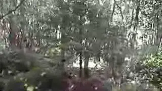 Lennox forest/ Cambusbarron