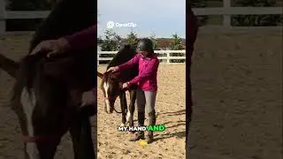 Teach your horse to lower their head #horseridingtips #traininghorses #groundworkforhorses