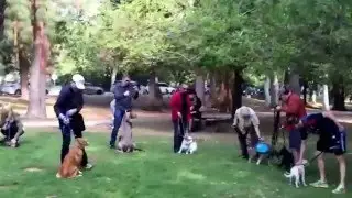 Group Dog Training & Socialization Class Los Angeles 3/19/16