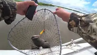 Поппер TsuYoki  DART 80F и Змееголов.