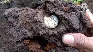 catch larva animals,Millipedes, and centipedes