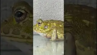 Amazing video Frog Catch  #smallfrog #food #amazingfrog #animals #frogfood #frog #frogeating #cute