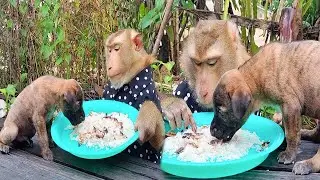 SokYaa Shares Dinner With Hungry Puppies - This Made Me Cry Happy Tears