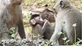 Sister Delena Is Sweet Girl Who Stay Behind Baby Monkey Jesmin Training Time Everyday.