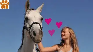 Arabian Horse: Breed Profile