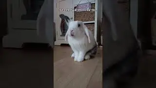 Некоторым из вас нужно это услышать.. 🤭❤️ #забавныйзайчик #милыйзайчик #кролик