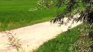 L'estate alla Tenuta Colombara, casa di Riso Acquerello
