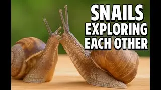 Snails Exploring Each Other | Fascinating Snail Interaction Close-Up