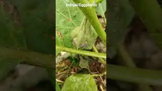 Growing Brinjal/Eggplants of different varieties.. #shorts #ytshorts #eggplant #brinjals.