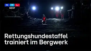 &Uuml;ben f&uuml;r den Ernstfall - Rettungshundestaffel trainiert im Schieferbergwerk | RTL WEST