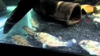 NEW FISH - RARE Crenicara Punctulatum (Checkerboard Cichlid) NET INTO THE TANK.