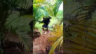One Morning, One Tool: How I Maintain Healthy  Palm  Trees