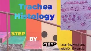 Гистология трахеи. Пошаговый рисунок с описанием.