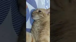 Sleeping Beauty, #cat
