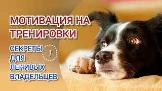 Мотивация для дрессировки собак: как не бросить тренировки | Кинолог объясняет