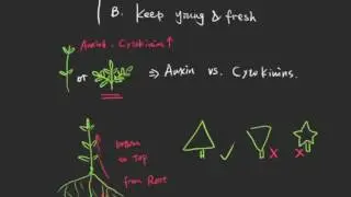 5 Major Types of Plant Hormones that Regulate Plant Behavior and Development
