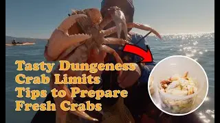 Tasty Dungeness Crab Limits and Tips to prepare Crab