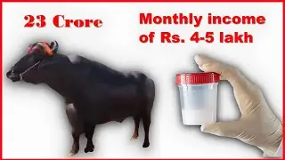 Anmol - The Rs. 23 Crore Buffalo