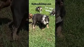 The Hidden Farm for Bulldog Lovers! 🤯🐶 #shortsdog #bulldogs
