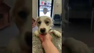 Cute Dog Giving Shake Hand - Funny Dog Videos 🐾
