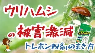 安全にウリハムシ対策・防除！トレボン粉剤の散布法3選【被害激減】【まき方解説】【安全性の高い】