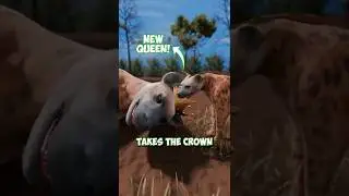 Как гиены выбирали свою королеву 👑