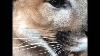Nicholas, cougar - Noah's Ark Animal Sanctuary