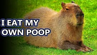 Capybara facts: the largest living rodents | Animal Fact Files