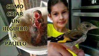 ¡ cómo criar un JILGUERO a PALILLO !