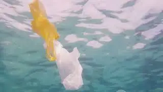 Albatross - The Majestic Voyager