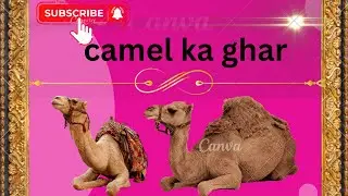 camel ka ghar #camel #camelfestival #cemalride