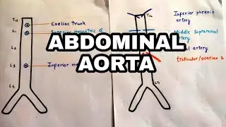 Abdominal Aorta || abdominal aorta explained in hindi