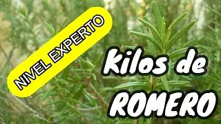 🌳Poda y Repoteo de ROMERO. Haz que tu romero resurja🌳
