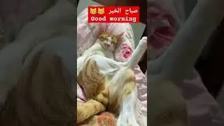 صباح الخير 😁😹😹😹😹😹😹🤔😹😹