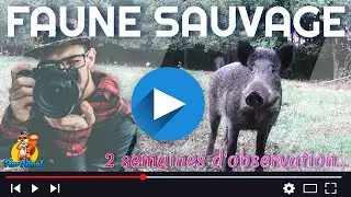 Animaux de la faune sauvage avec une caméra chasse