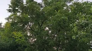 Nucul din gradina mea a rezistat după ploia și v&acirc;ntul de vara 