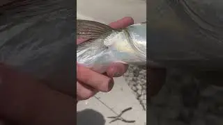 Biggest Houndfish