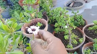 Shrubby Daisybush new plant in my garden (REHMAT FLOWERS)