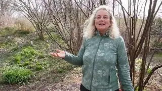 Native VS Non-Native Plants in The Food Forest. Permaculture Nordic Food Forest.