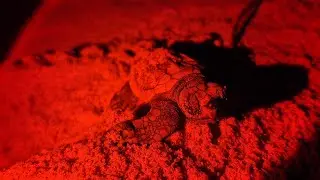 Loggerhead turtle hatchlings! #mamolibeachcamp #turtlehatchling #turtleseason #Mozambique #mosambiek