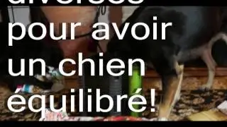 Jeux et activit&eacute;s canines