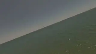 Focha Americana se sumerge en el mar de Cortez