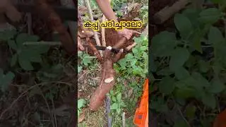 കപ്പ പറിച്ചാലോ Tapioca #shots #shorts #short
