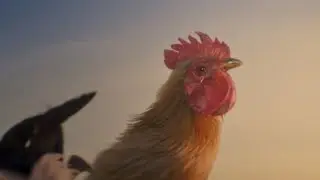 Tomorrow is on. Animation CG rooster