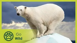 Polar Bears vs Climate Change - Go Wild