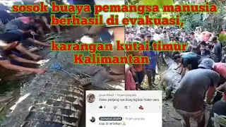 buaya besar berhasil di evakuasi yang menerkam manusia di saat mandi di sungai