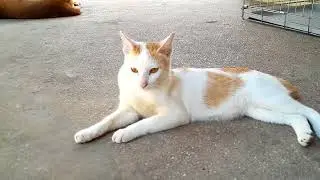 Beautiful little kitten Popo very lovely