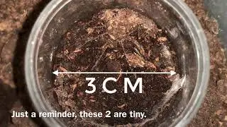 2 tiny trapdoor spiders. Please see pinned comment.