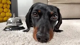 How do I train my dog to ring bell for treat? Any tips?